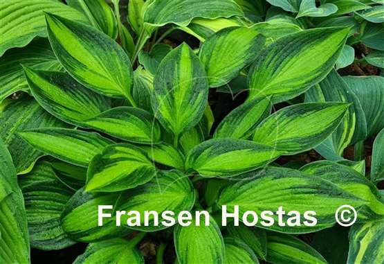 Hosta Ayesha